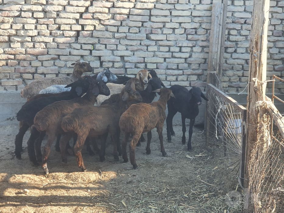 Sotiladi moda erkak aralash qazoqi duragay
