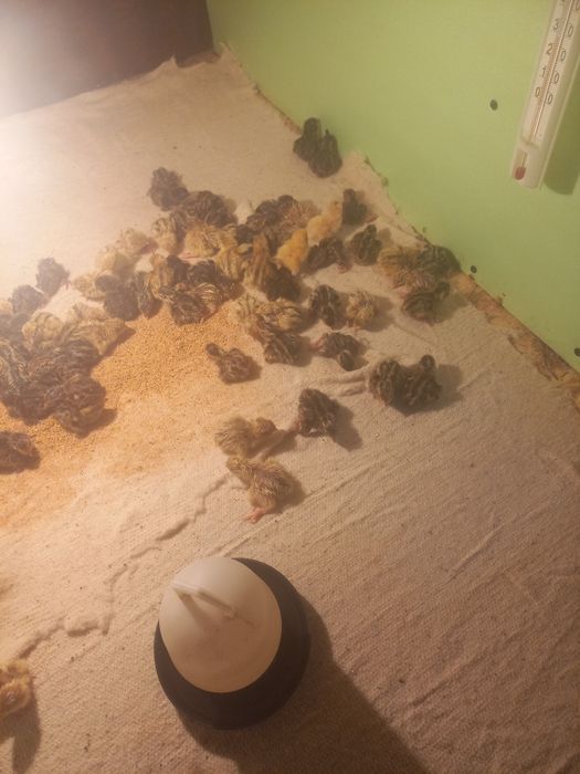 Продам инкубатор