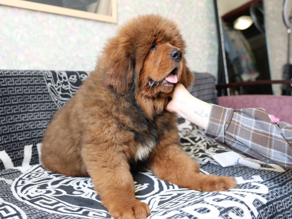 Тибетски мастиф