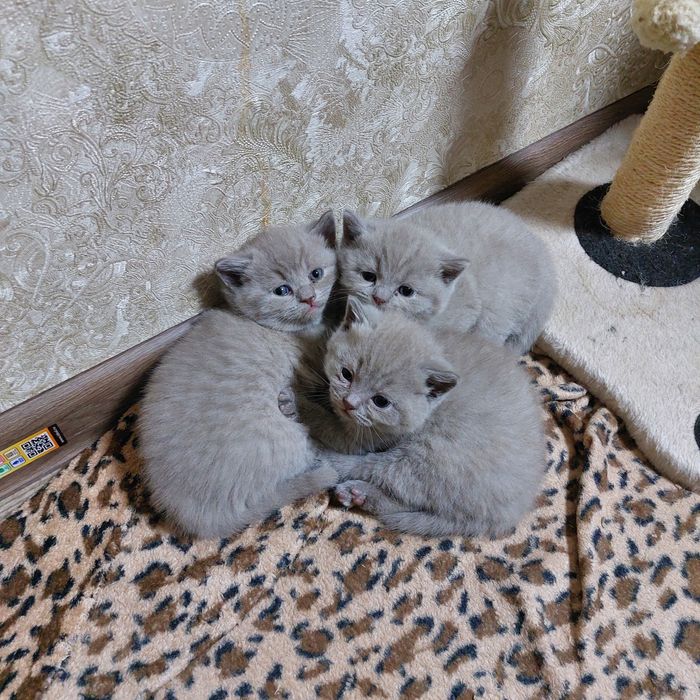 Котята шатландской пароды лиловый окрас открыта бронирование