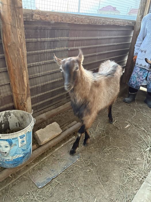 Козы Зааненская порода