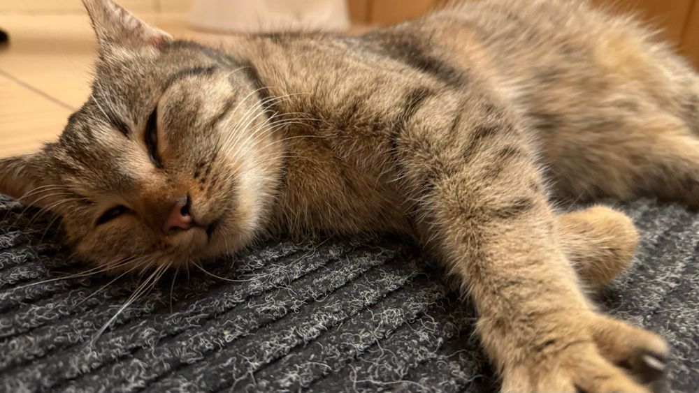 Tigrata pisica afectuasa