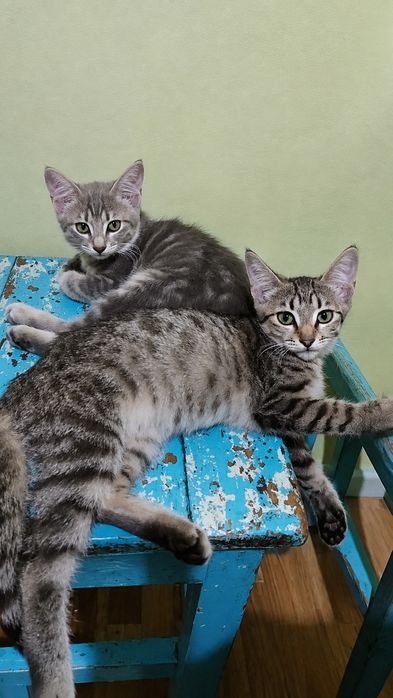 Отдам котят в добрые руки