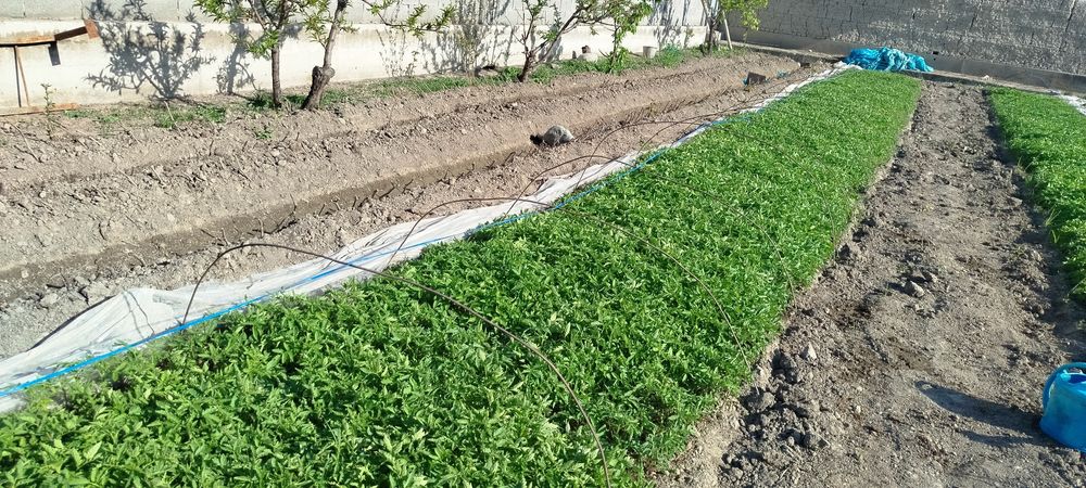 Har xil turdagi ishonchli koʻchatlar