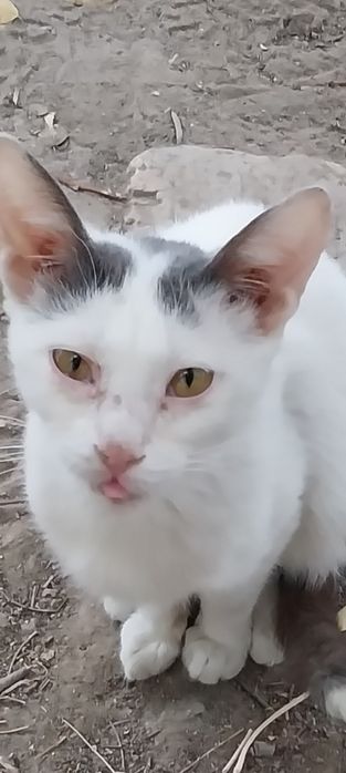 Котенок  в добрые руки