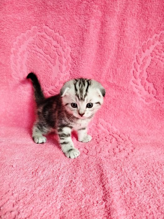 Котята Британцы .