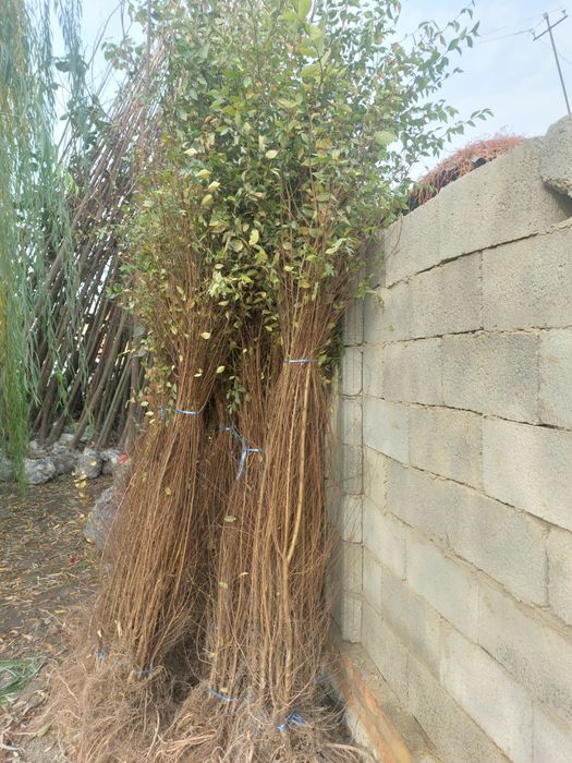 Гужум бор. Кайрагоч сотилади