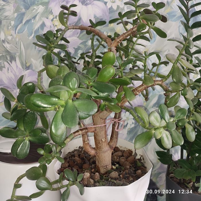 Растения домашние разные