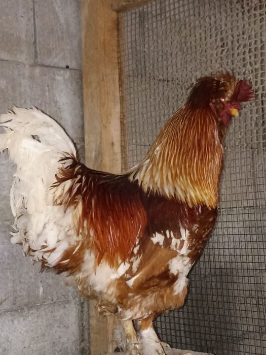 Vând 2 cocoși și 2 puicuțe