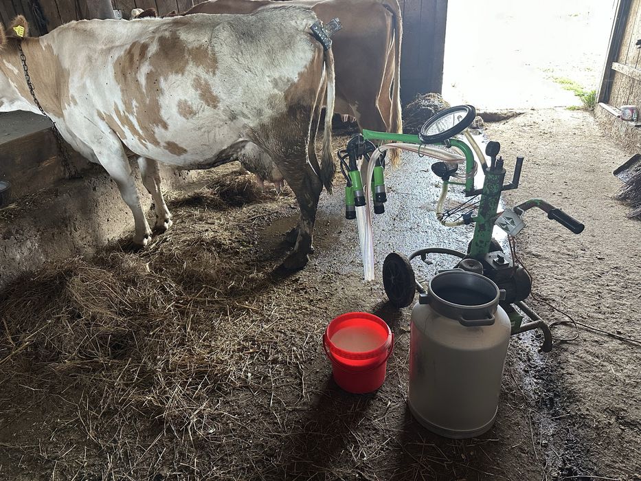Vaca buna de lapte BR