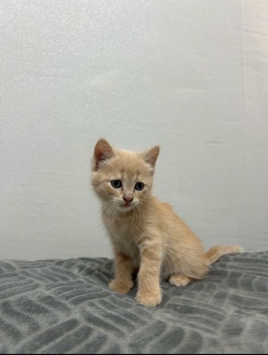 Котята Ищут любящих хозяев!