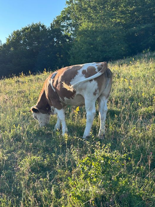 Animale de vanzare
