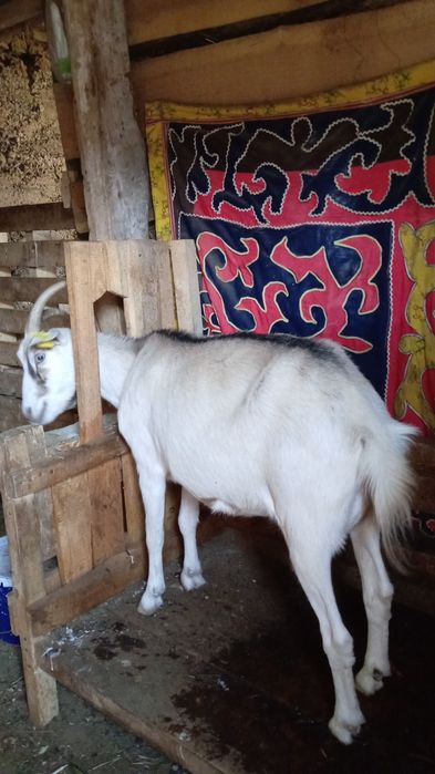 Продается Дойные козы