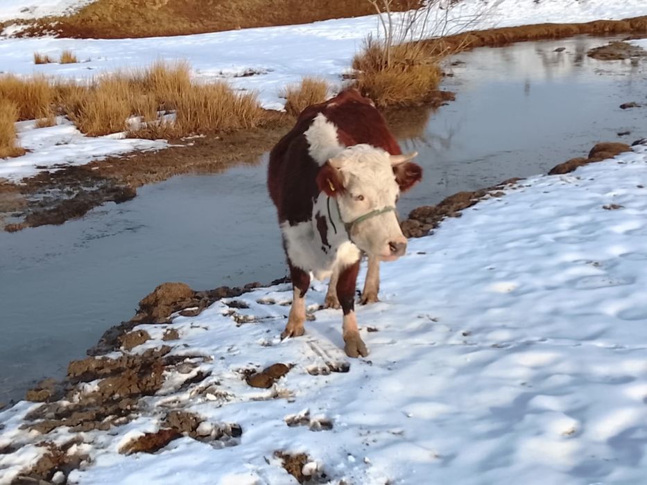 Продам стельных коров