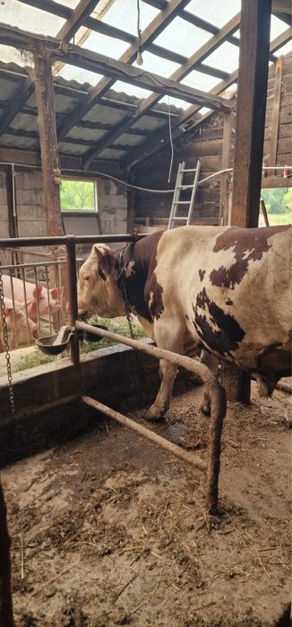 Vând doi tauri un baltat și un angus