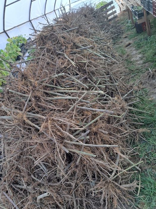 Vindem butași de Paulownia.