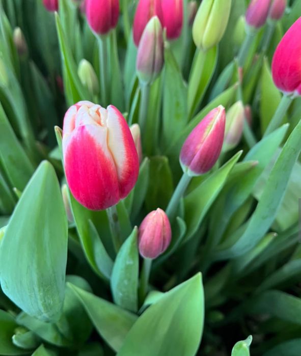 Тюльпаны опт В НАЛИЧИИ 430 ТГ.