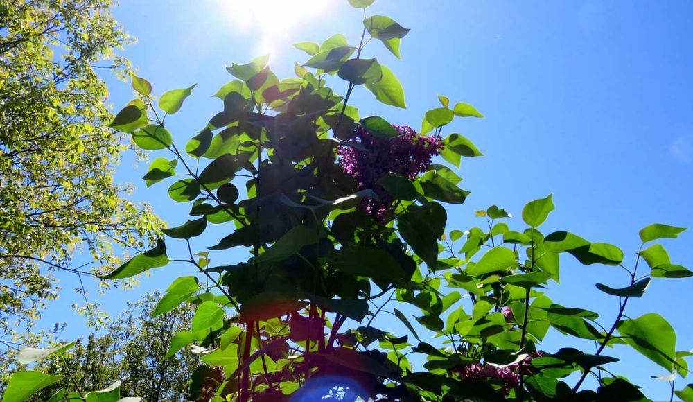Arbuști de liliac (Syringa Vulgaris)