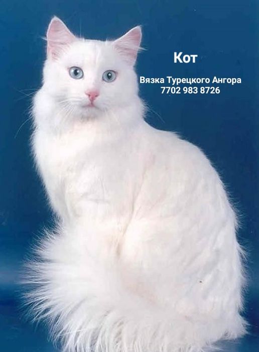 Вязка кот Турецкого Ангора