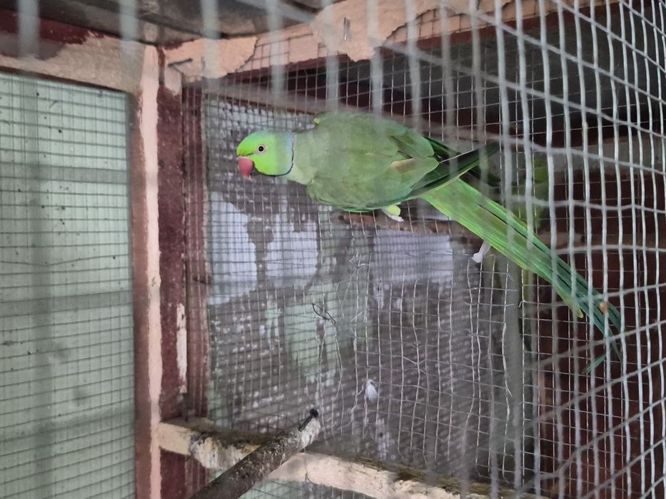 Micul akexander pereche inelati