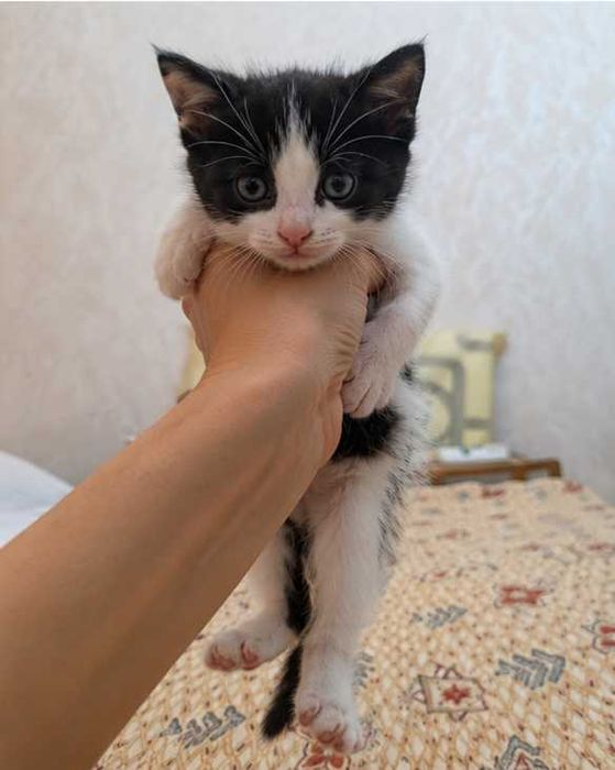 Котята породистые