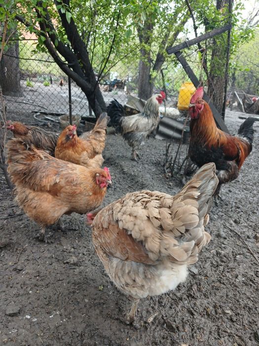 Яйцо инкубационное,под клушку.