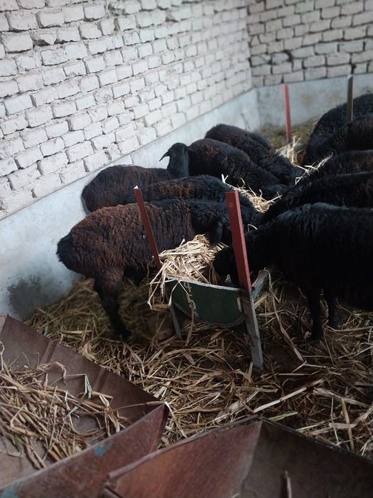 9ta qo‘chqor 1ta bug‘oz qo‘y sotiladi xammasi bir joyda dan