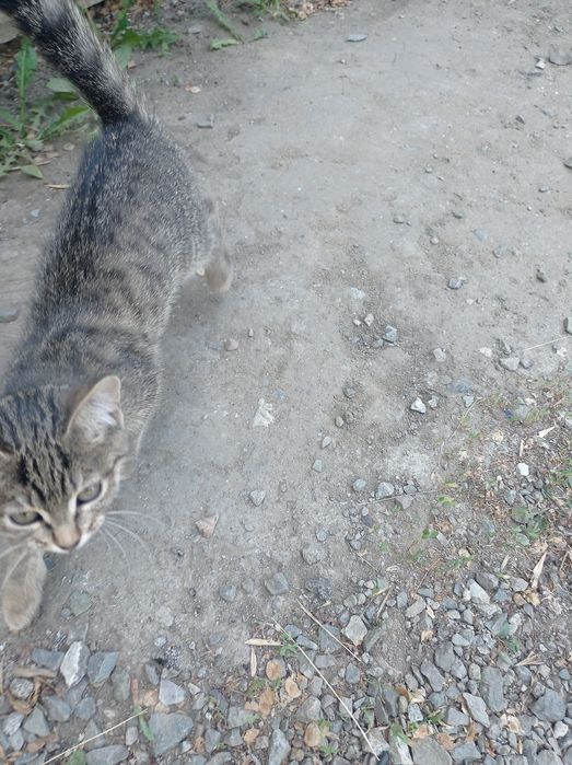 Котёнок ищет дом