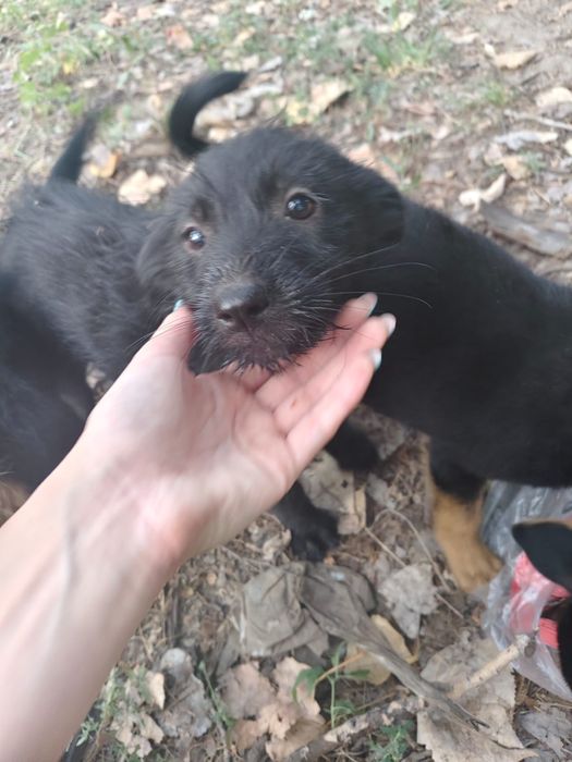 Отдаём щенков срочно.