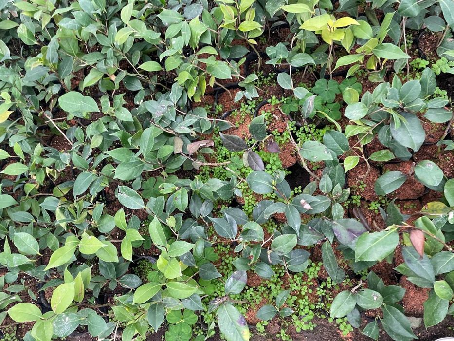 Камелия японская микс