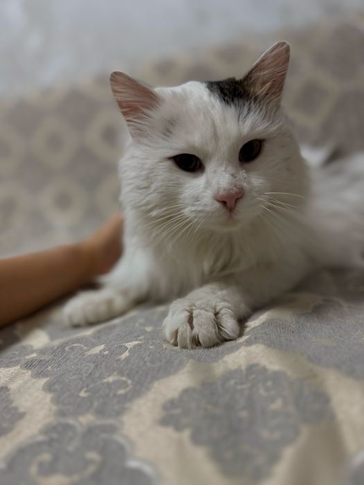 Отдам кота , на передержке