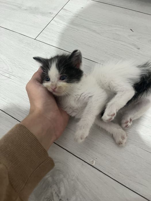 Котята, 1 месяц,