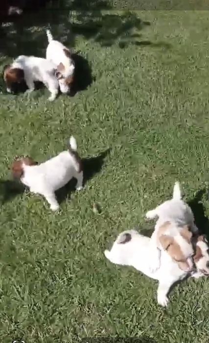 Мини Джак Ръсели