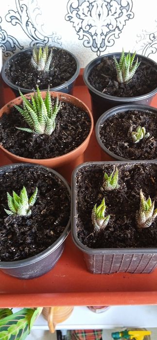 Комнатные растения