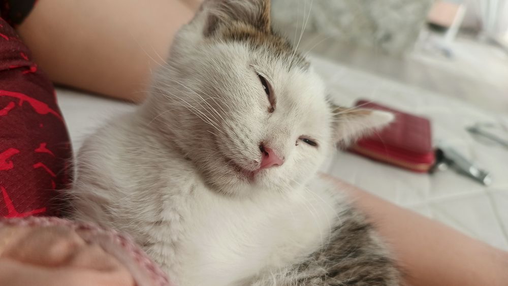 Отдам котенка в добрые руки
