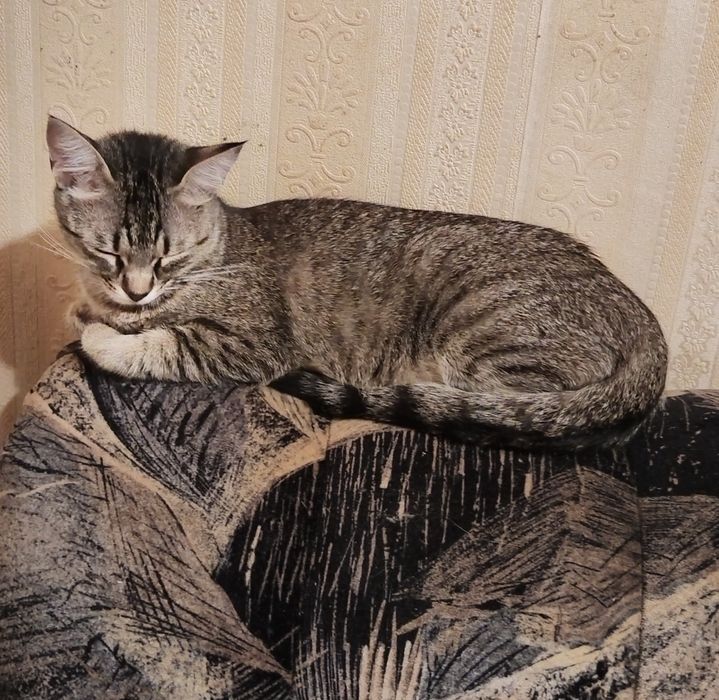 Женско красиво котенце на годинка