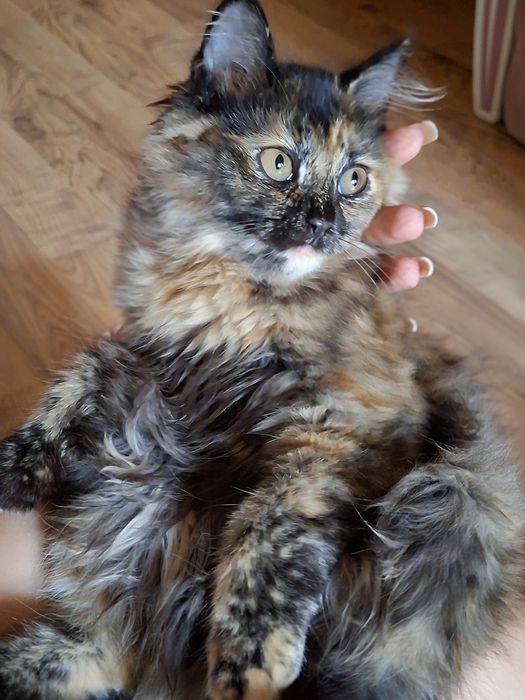 котёнокккккккккк