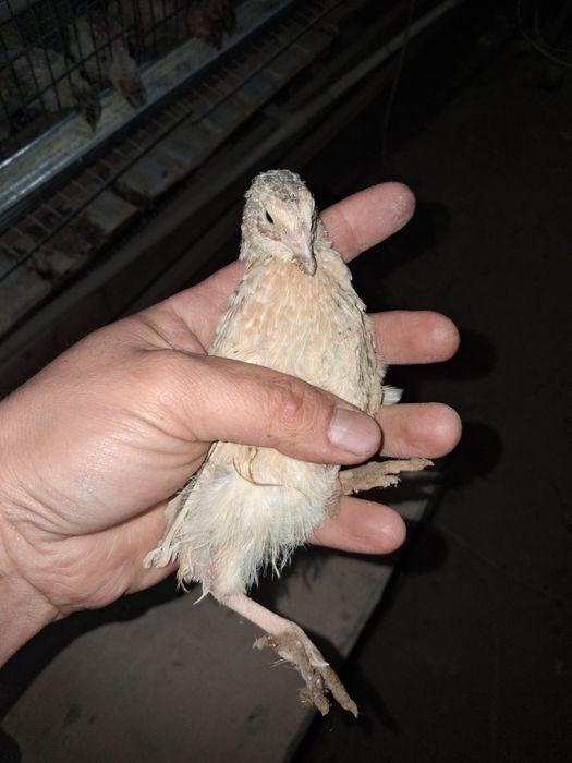 Перепелка от цеплять до несушки есть