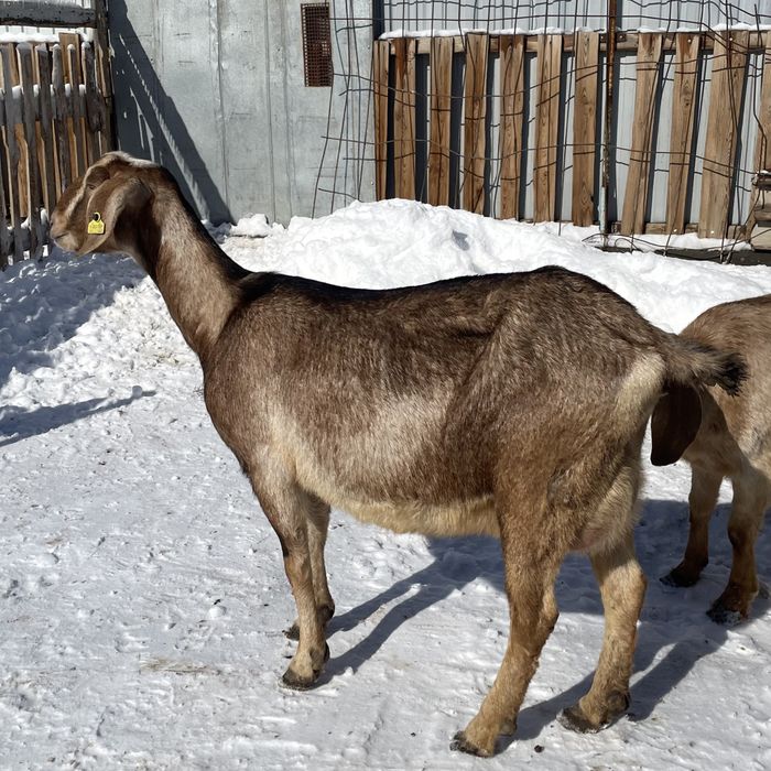 Ешкі сүті сатылады
