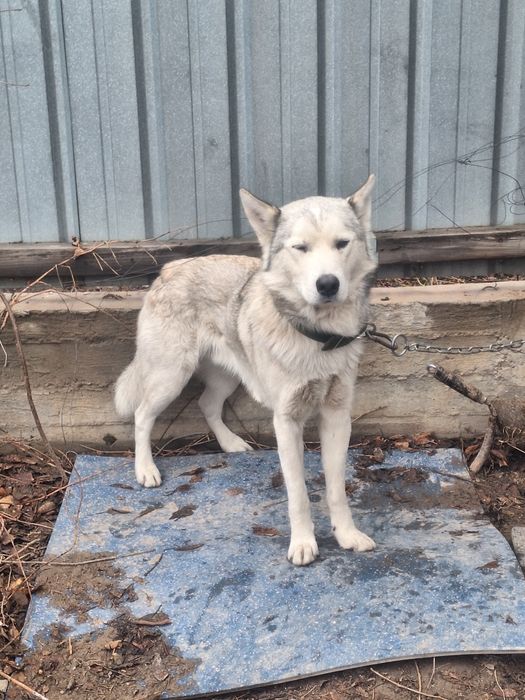 Хаски(1,5-2года)