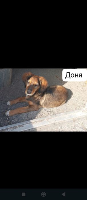 Отдам щенков даром