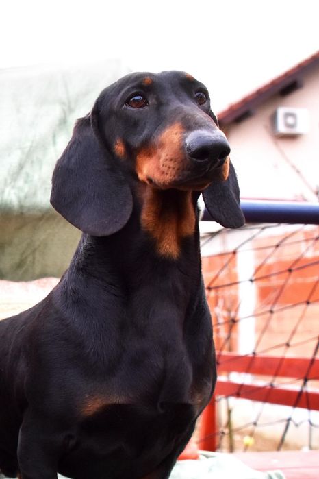Catelusi teckel pedigree