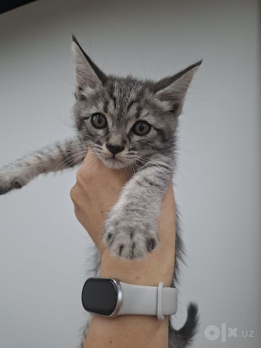 Котенок мальчик 1,5 месяца