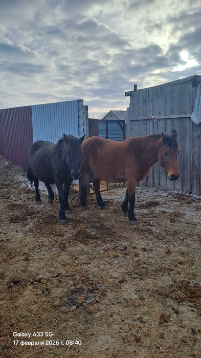 Продам жеребых кобыл на разведение