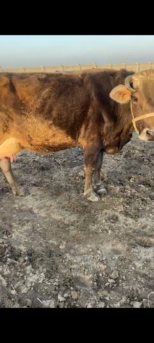 Алатау сиырлар сатылады