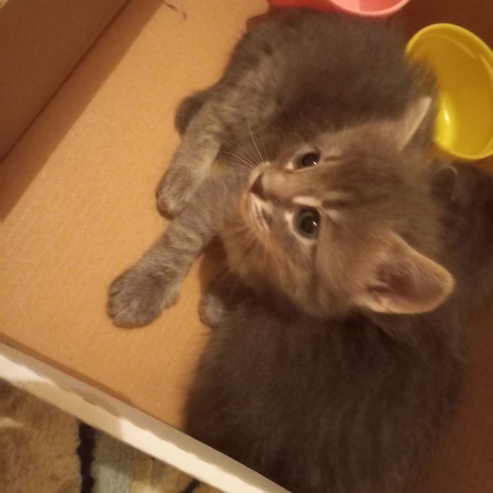 Котята  мальчики один месяц