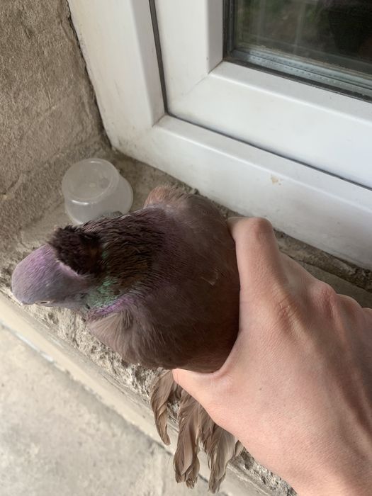 Продам красного