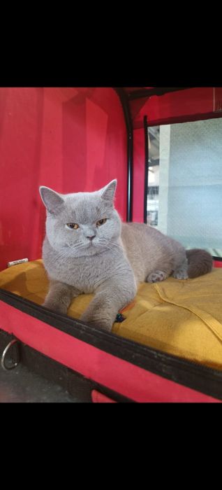 British lila cu pedigree