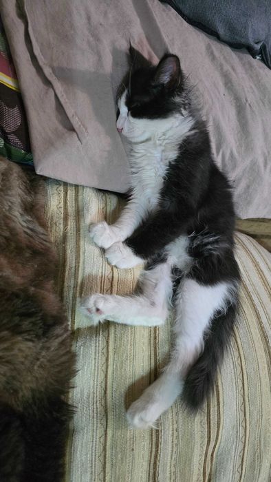 Кот, 4 месяца, зовут Доллар
