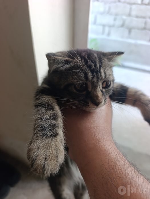 Scottish Fold mushuk sotiladi